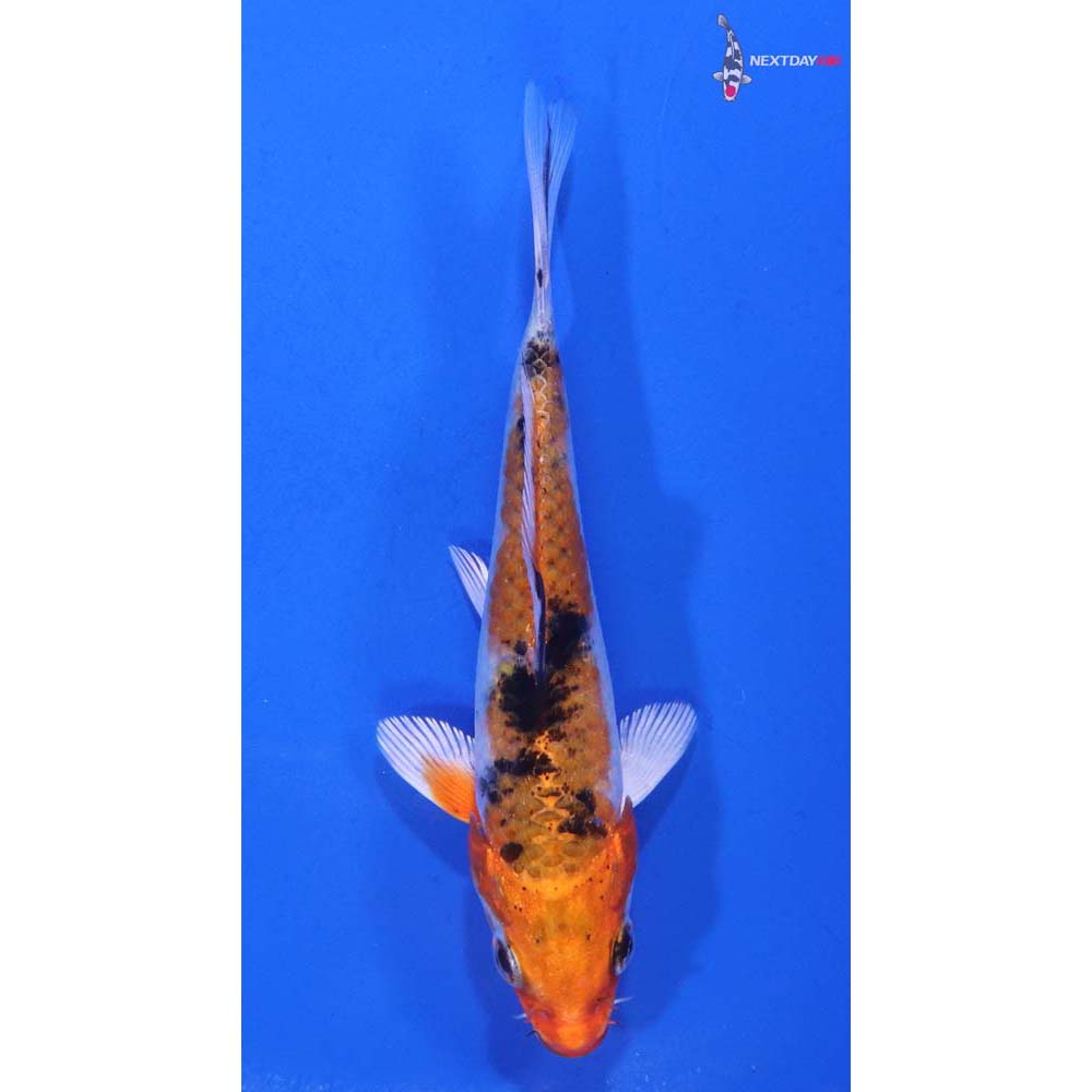 4” Imported Yamato Nishiki