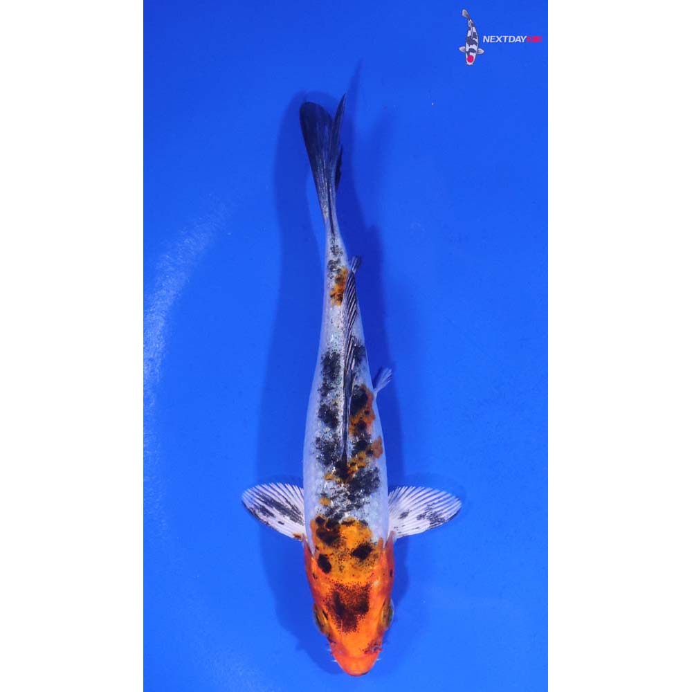 4.5” Imported Yamato Nishiki