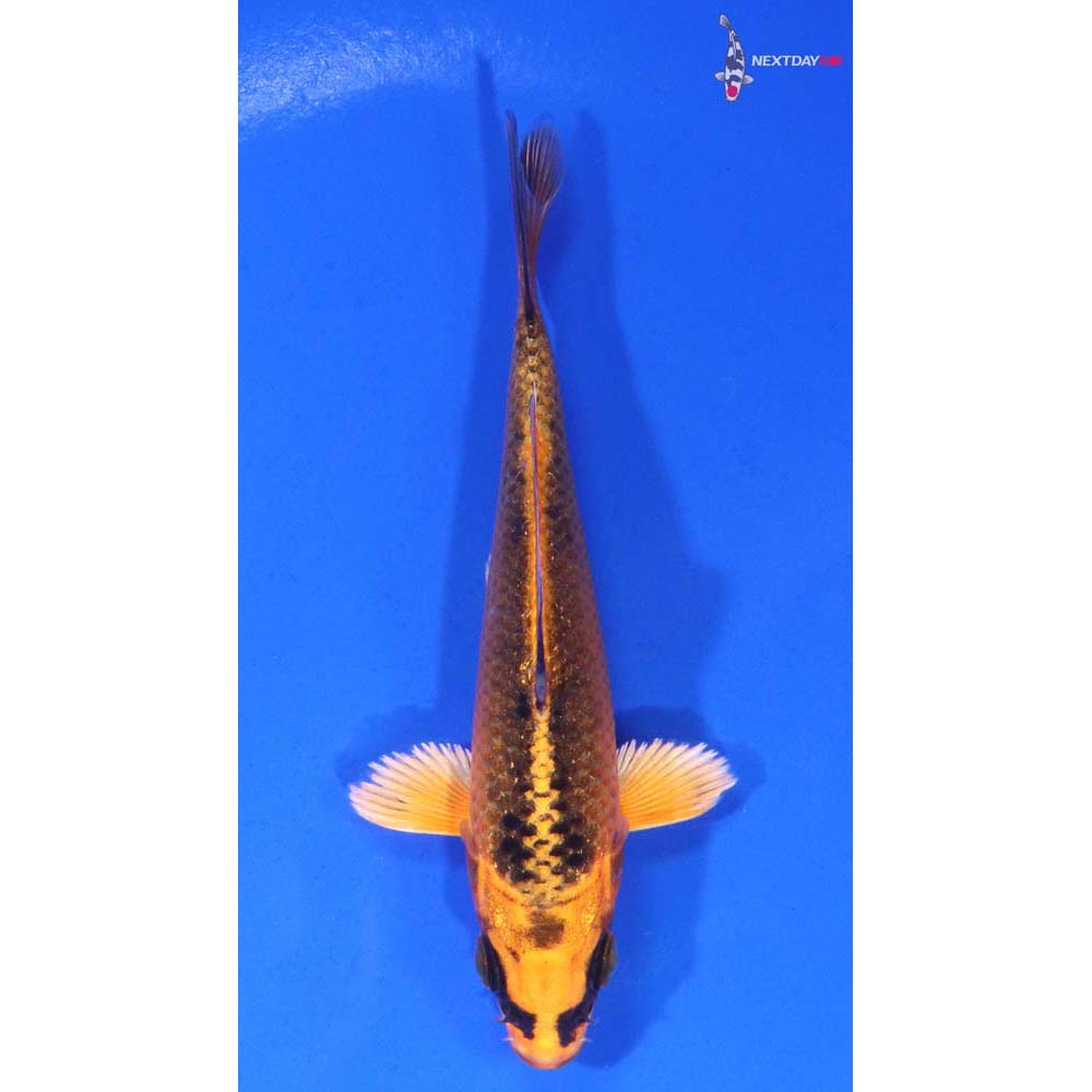 4.5” Imported Orenji Matsuba