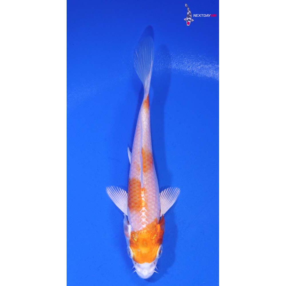 4.5” Imported Hariwake