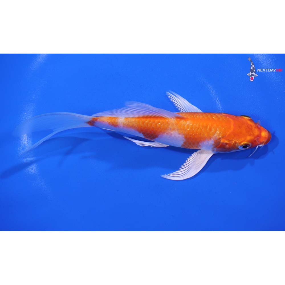 5.5” Imported Hariwake Butterfly Koi