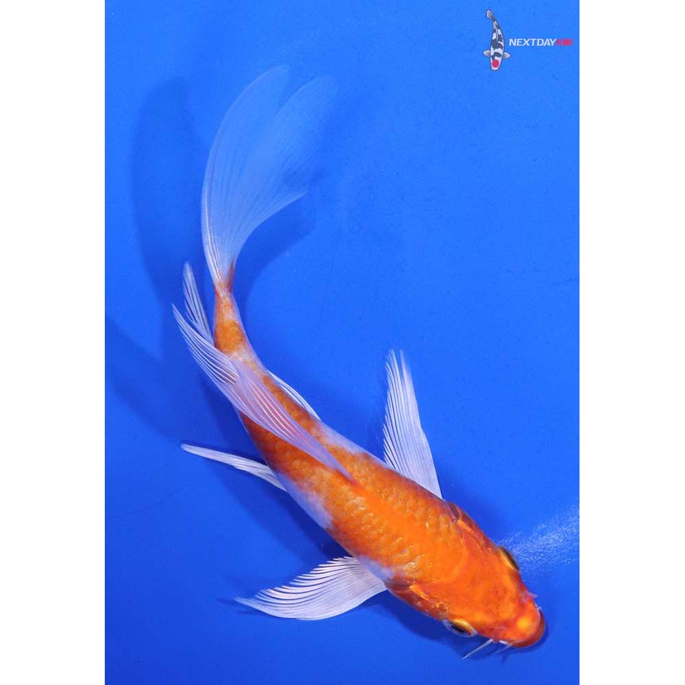 5.5” Imported Hariwake Butterfly Koi