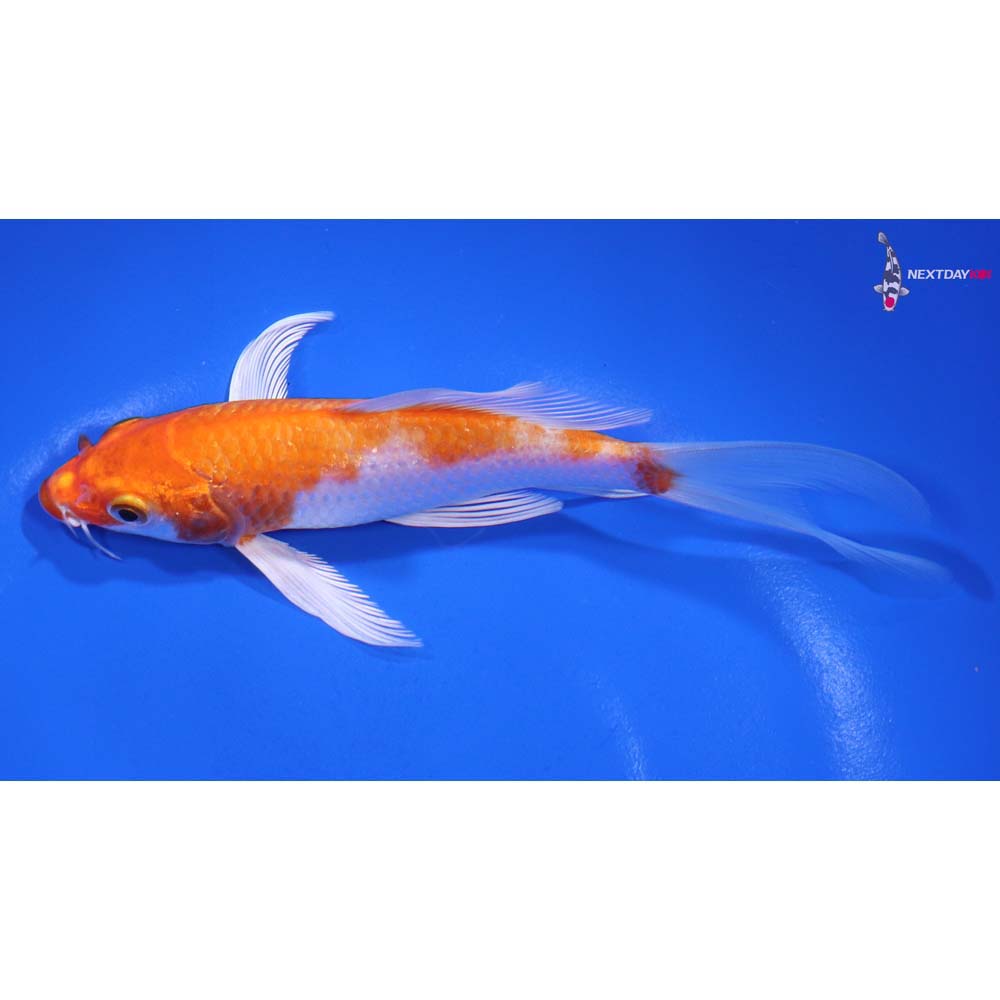 5.5” Imported Hariwake Butterfly Koi