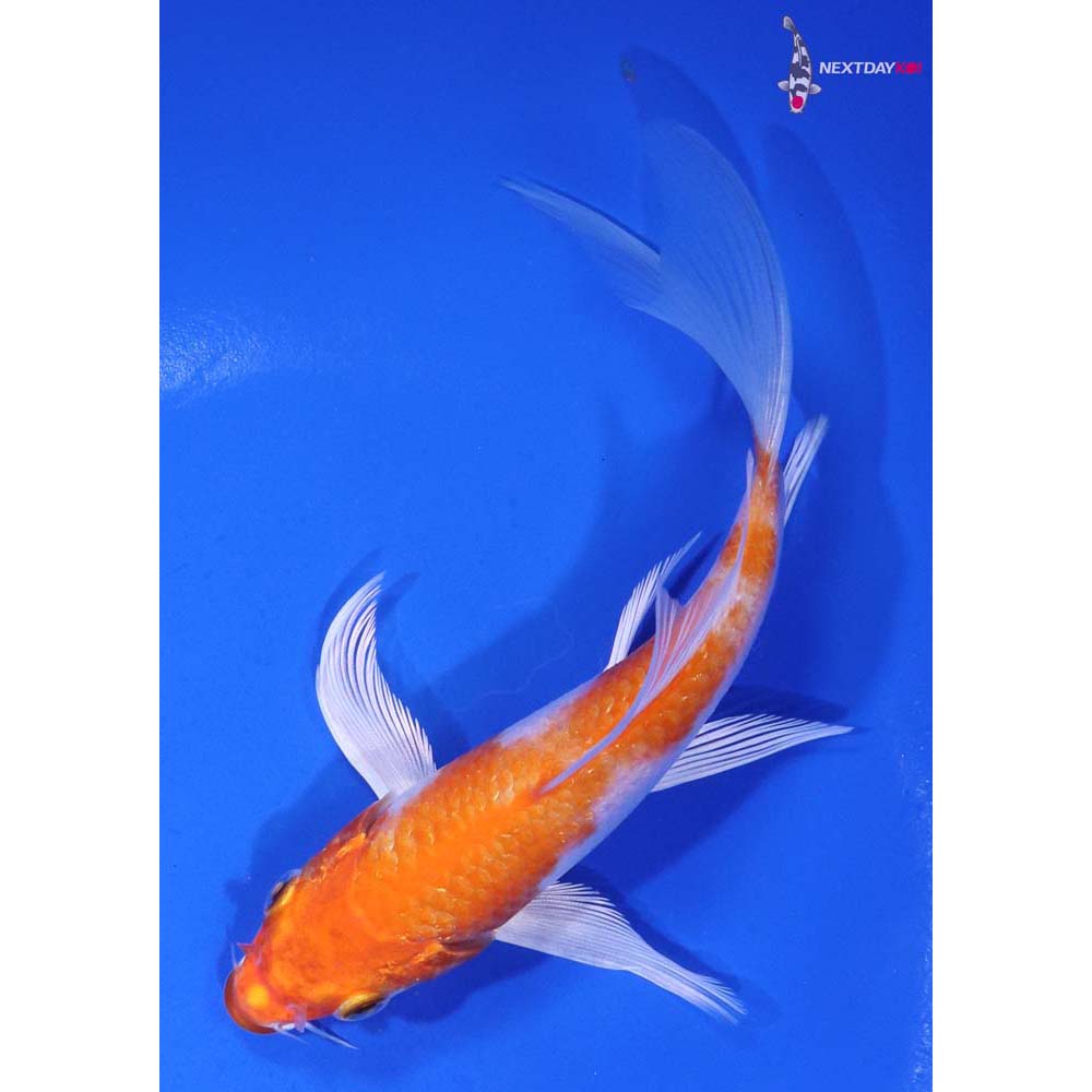 5.5” Imported Hariwake Butterfly Koi