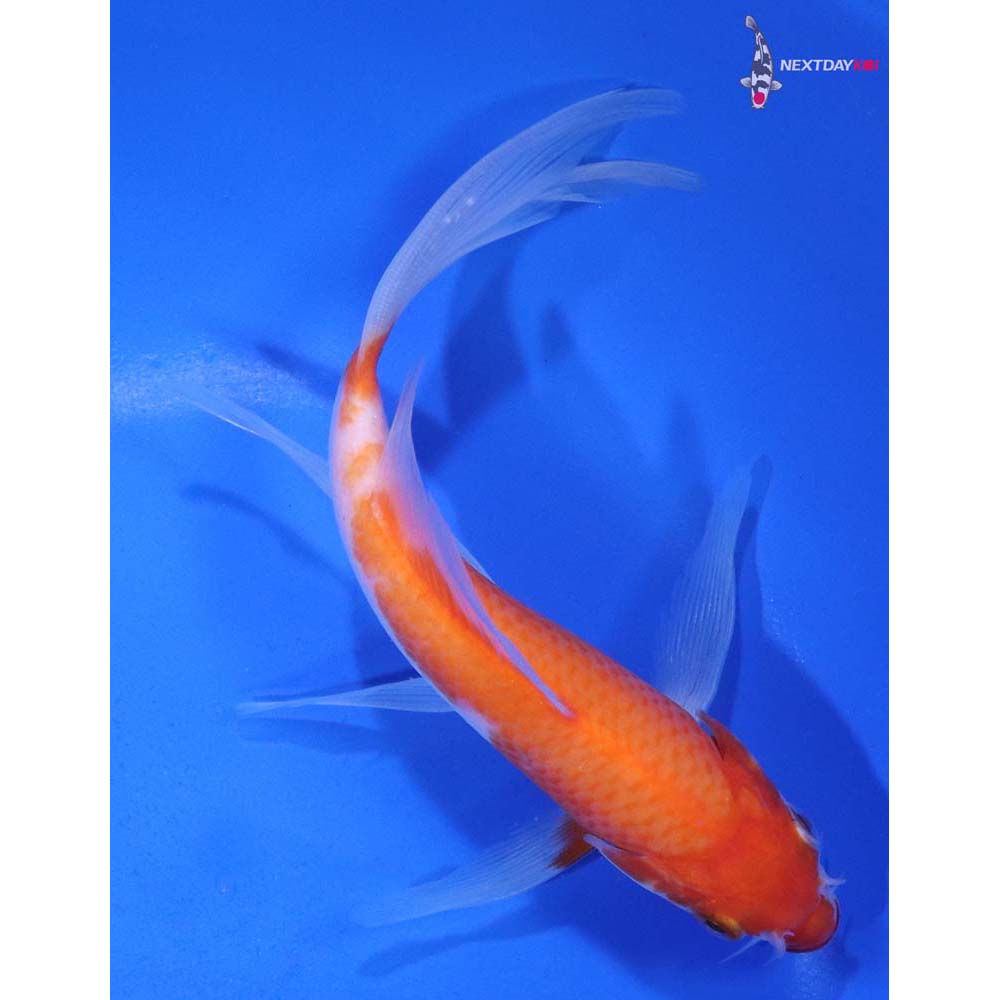 6” Imported Kohaku Butterfly Koi
