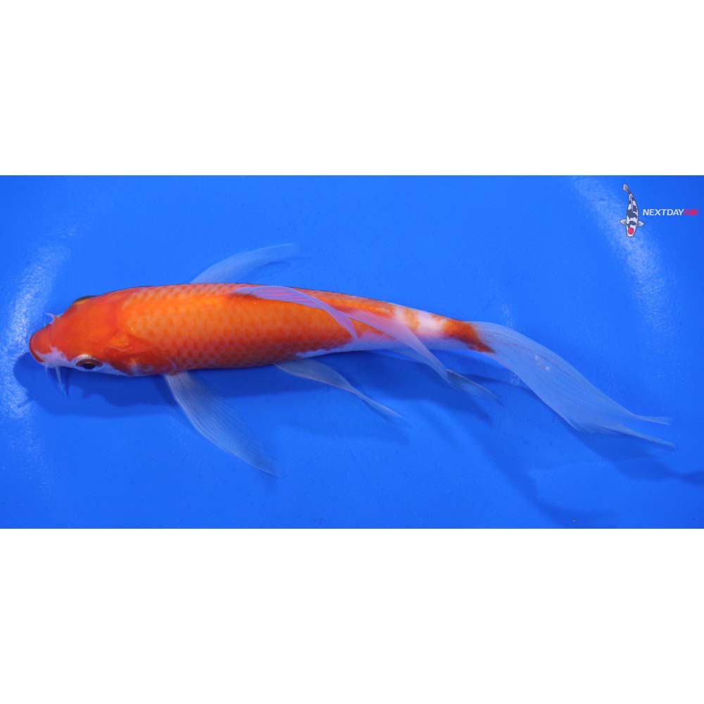 6” Imported Kohaku Butterfly Koi