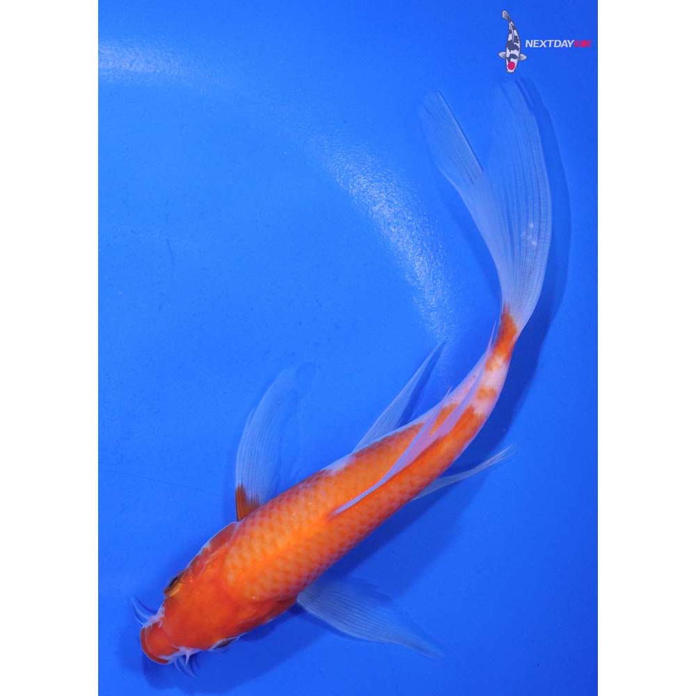 6” Imported Kohaku Butterfly Koi