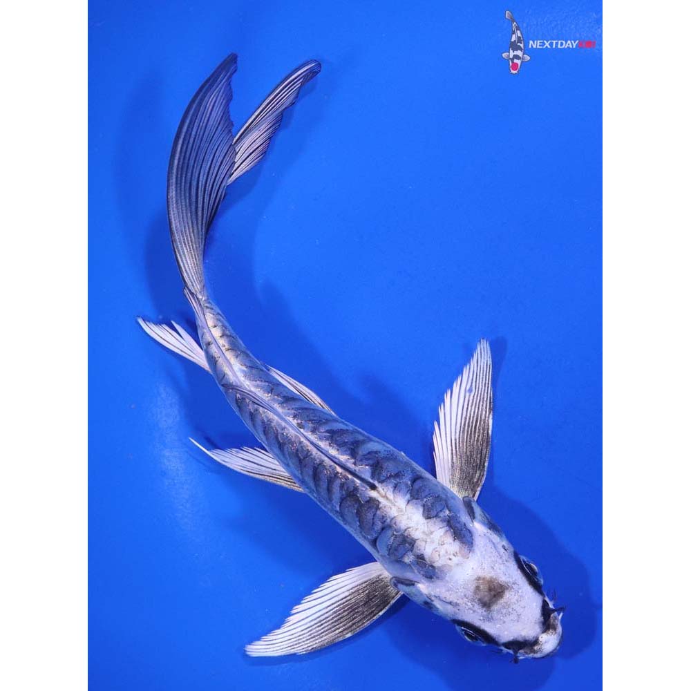 6” Imported Kikokuryu Butterfly Koi