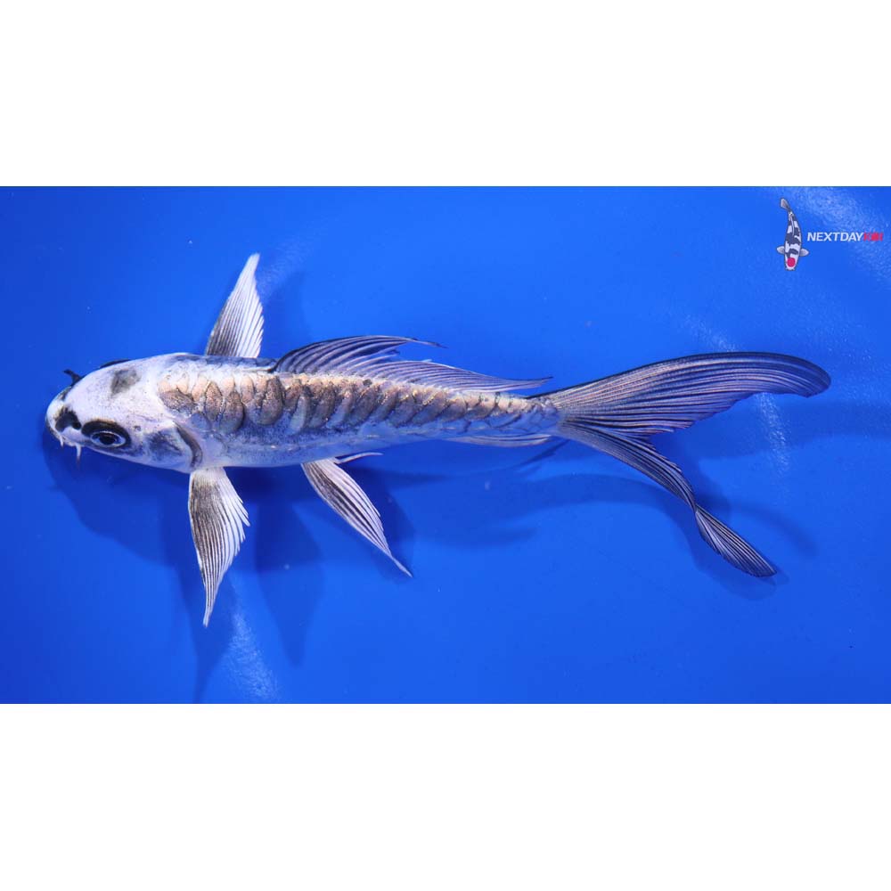 6” Imported Kikokuryu Butterfly Koi
