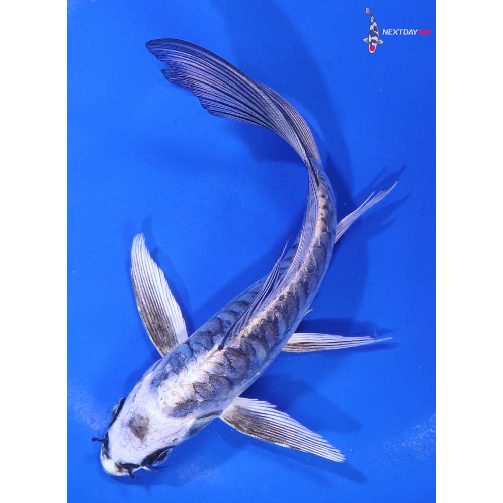 6” Imported Kikokuryu Butterfly Koi