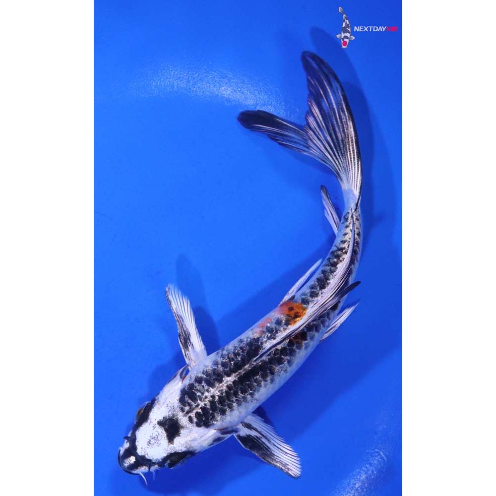 6” Imported Kujaku Butterfly Koi