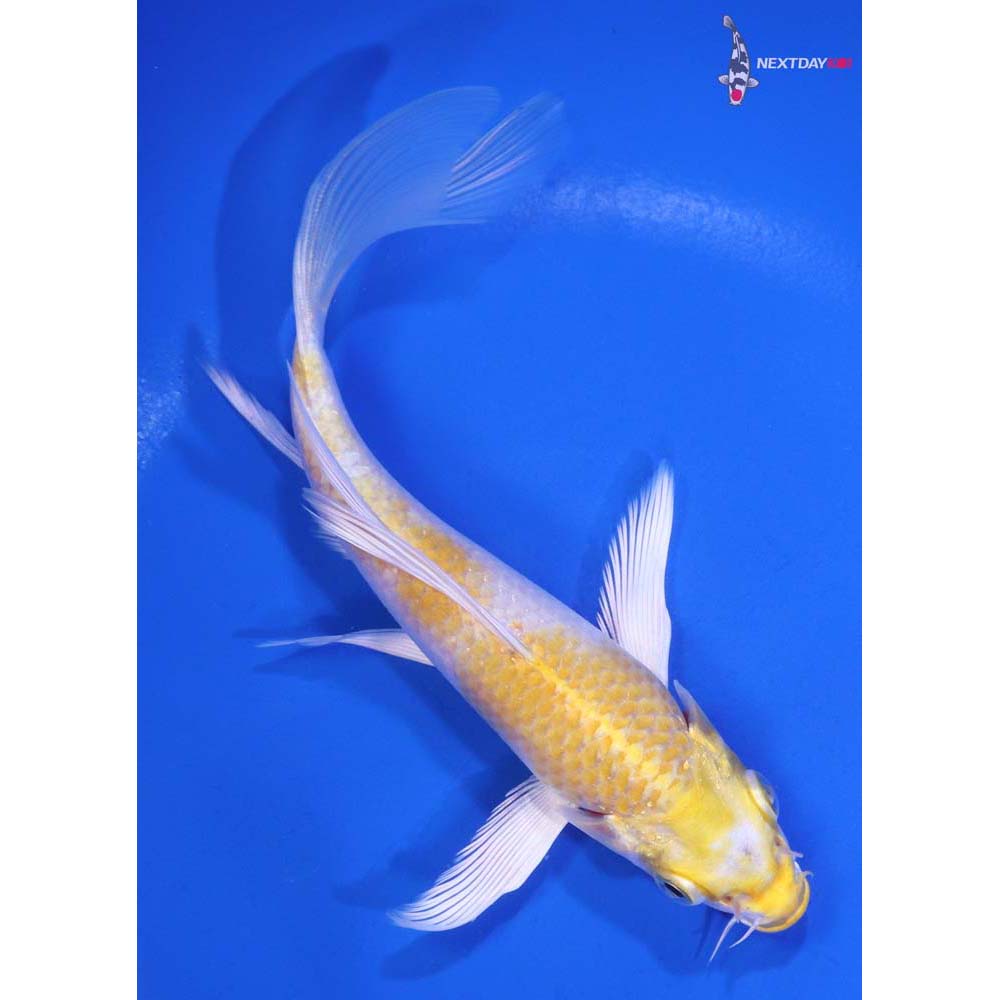 6.5” Imported Lemon Hariwake Butterfly Koi
