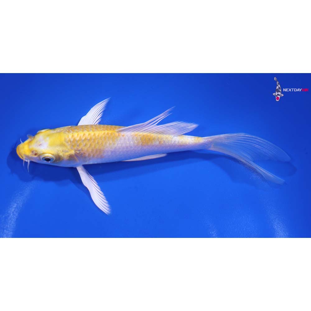 6.5” Imported Lemon Hariwake Butterfly Koi