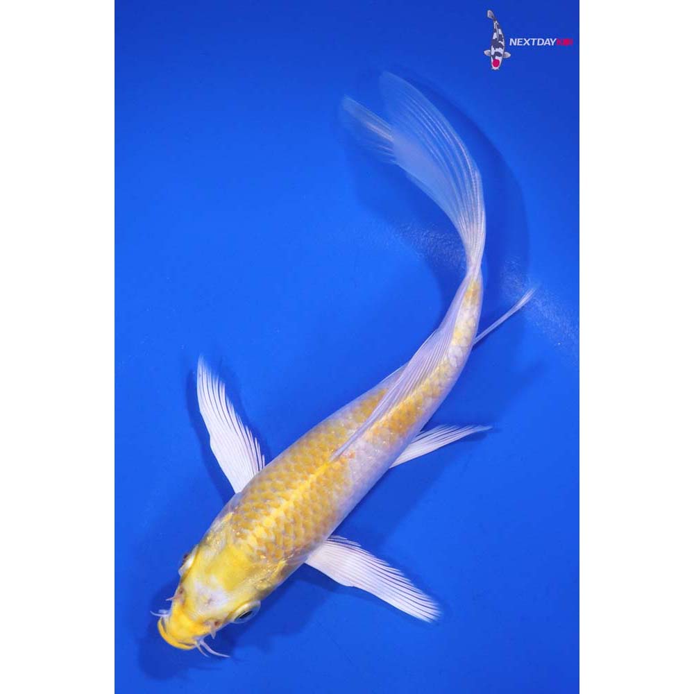 6.5” Imported Lemon Hariwake Butterfly Koi