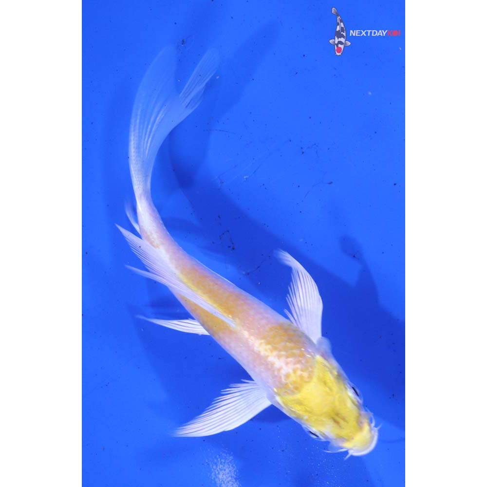 4” Imported Lemon Hariwake Butterfly Koi