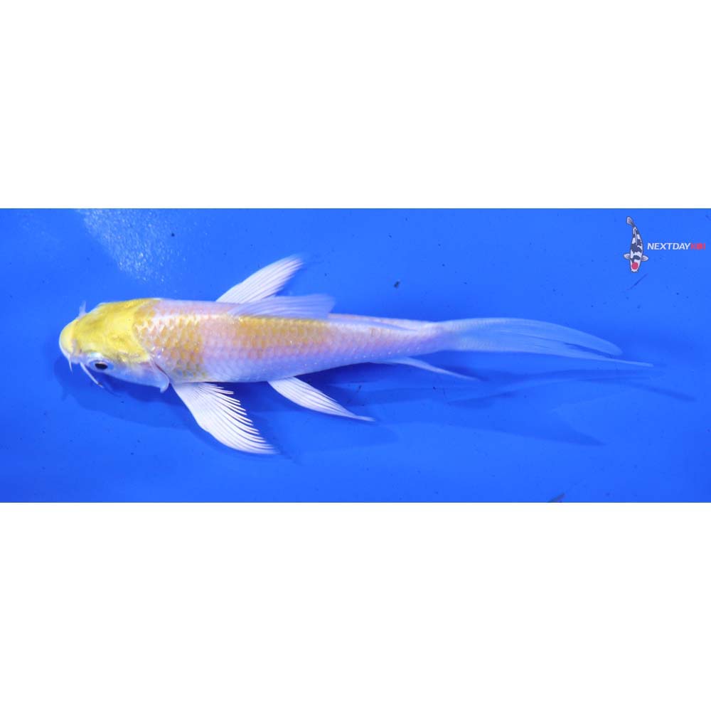 4” Imported Lemon Hariwake Butterfly Koi