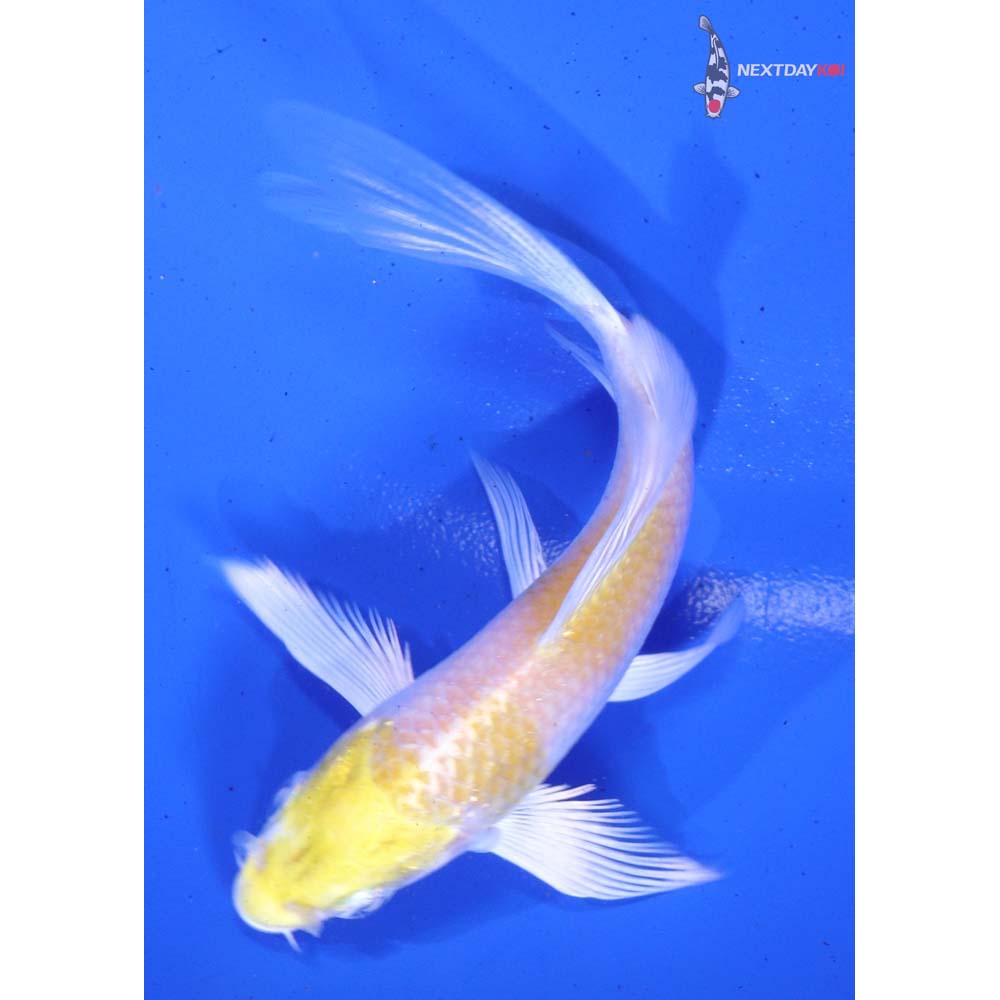 4” Imported Lemon Hariwake Butterfly Koi