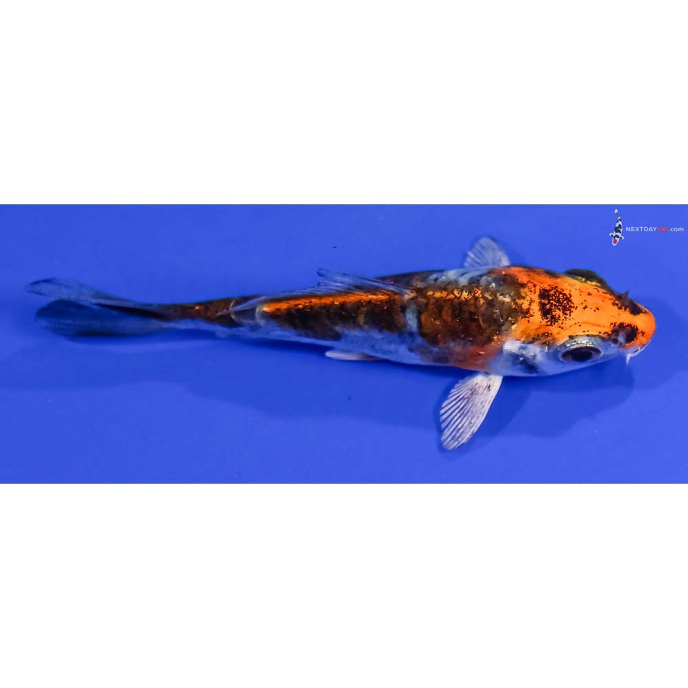 3.5” Imported Kin Kikokuryu