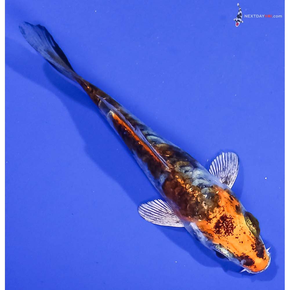 3.5” Imported Kin Kikokuryu