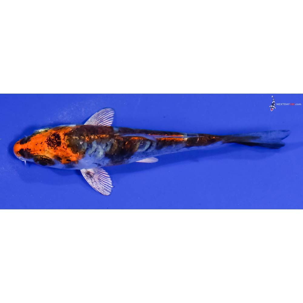 3.5” Imported Kin Kikokuryu