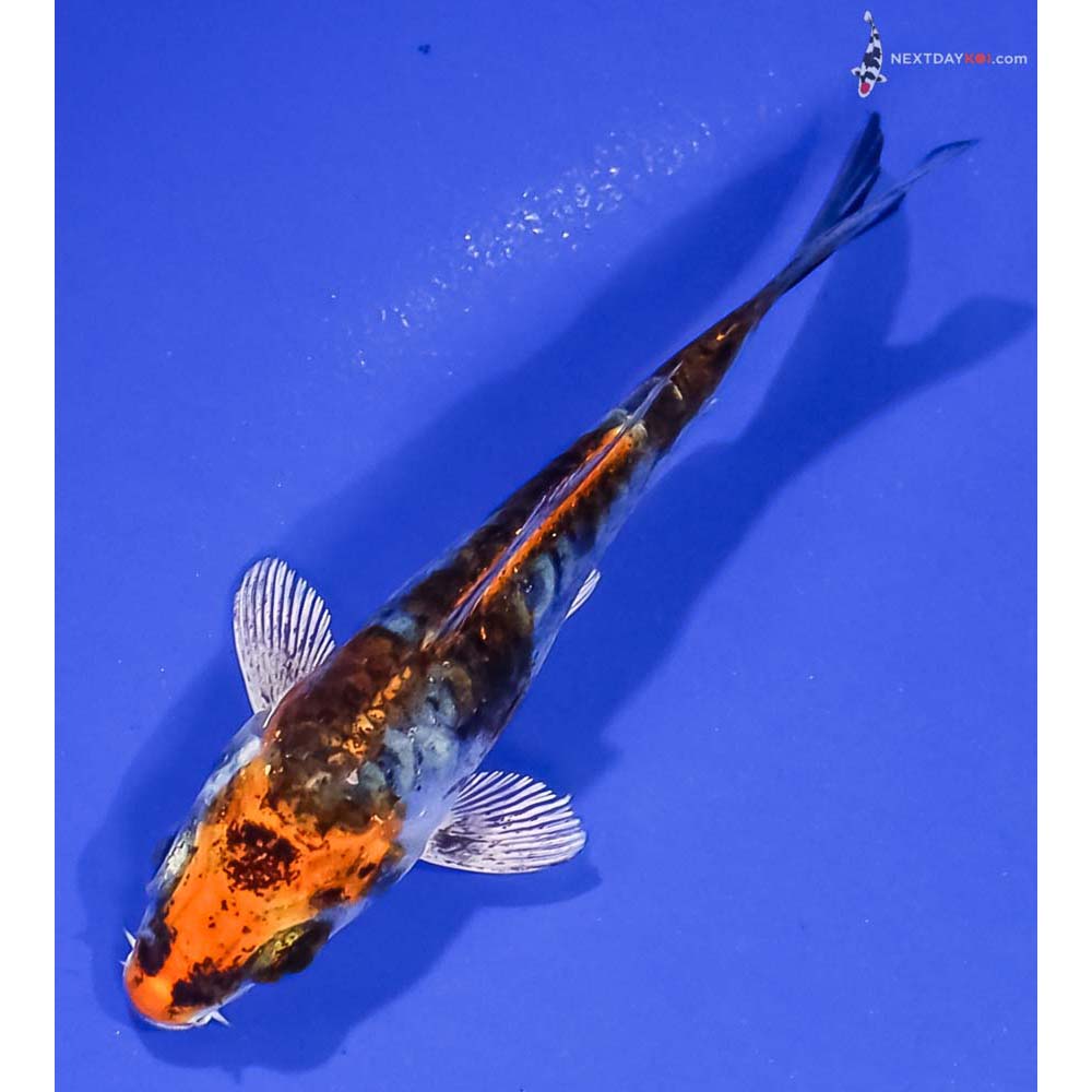 3.5” Imported Kin Kikokuryu