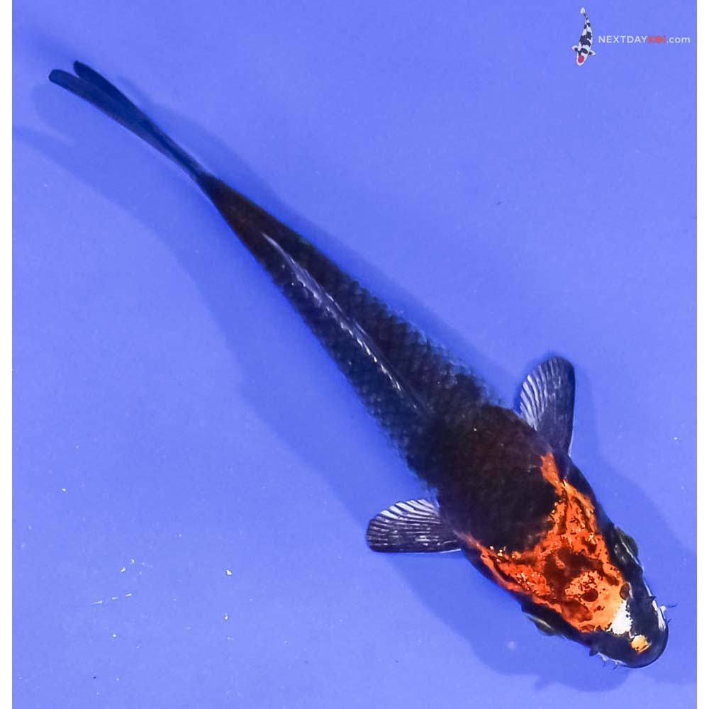 3.5” Imported Kujaku