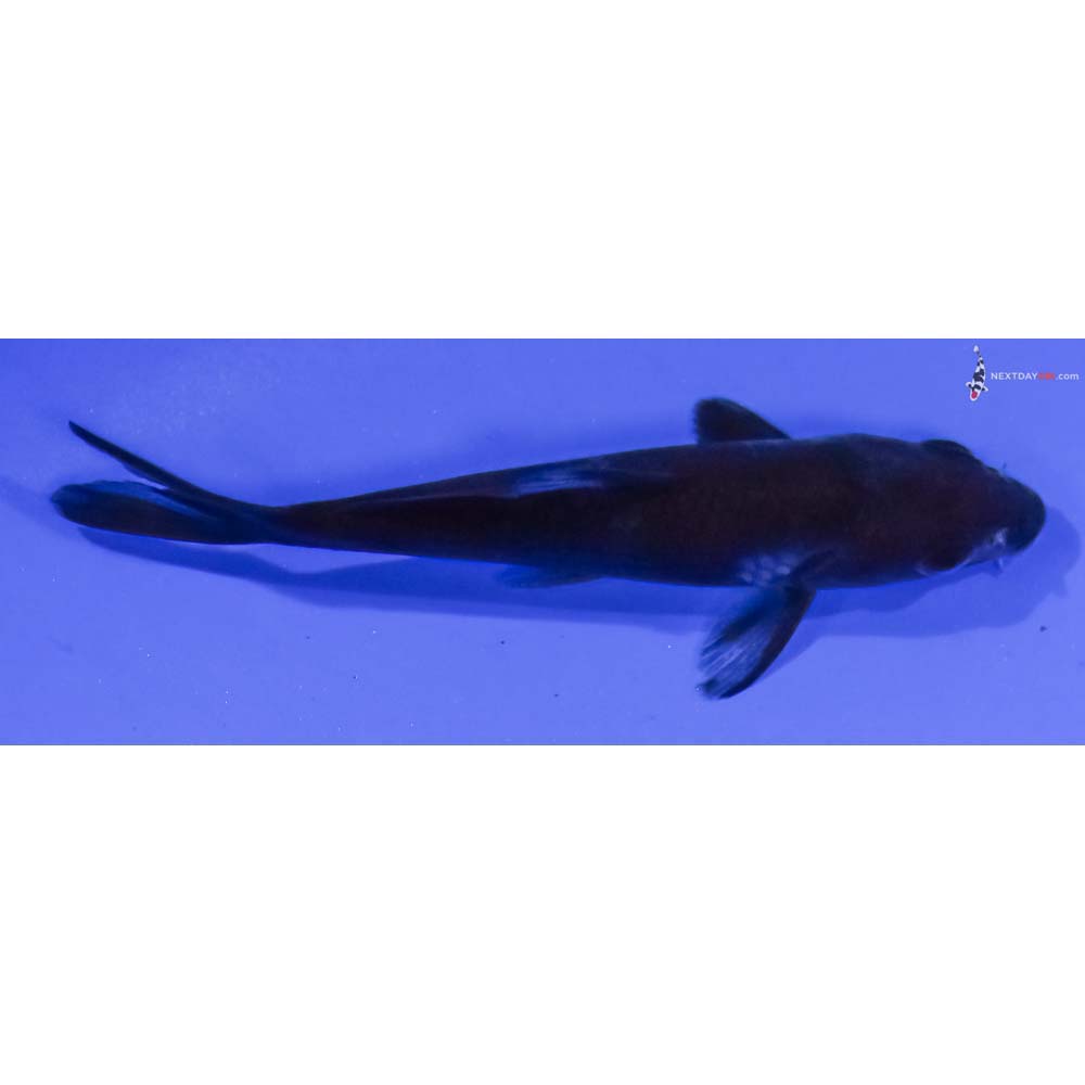 4” Imported Ochiba Shigure