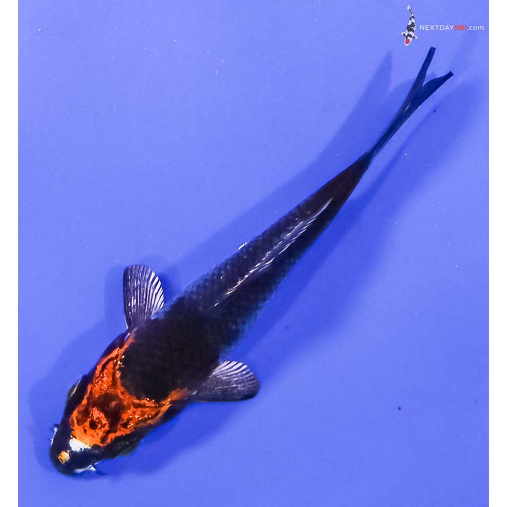 3.5” Imported Kujaku