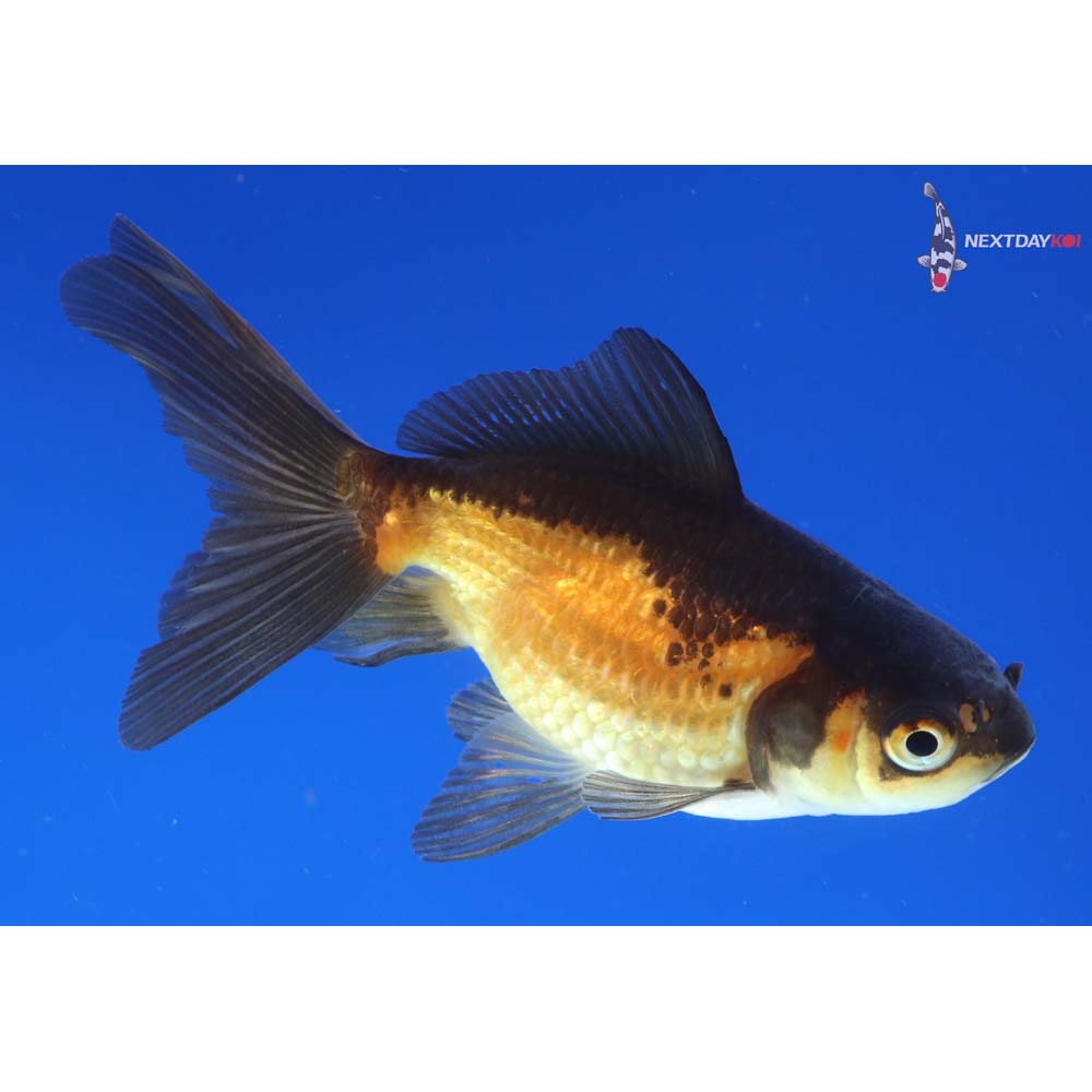 3.5” Imported Red and Black Fantail