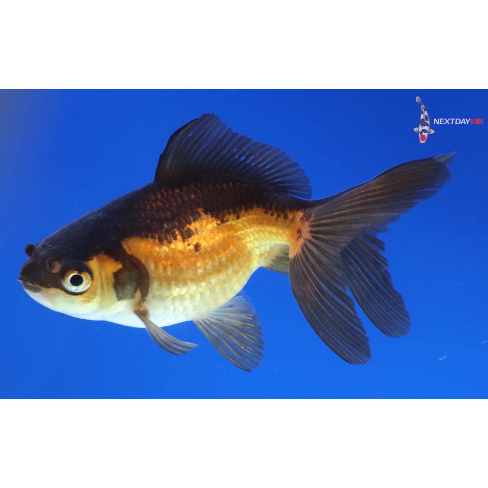3.5” Imported Red and Black Fantail