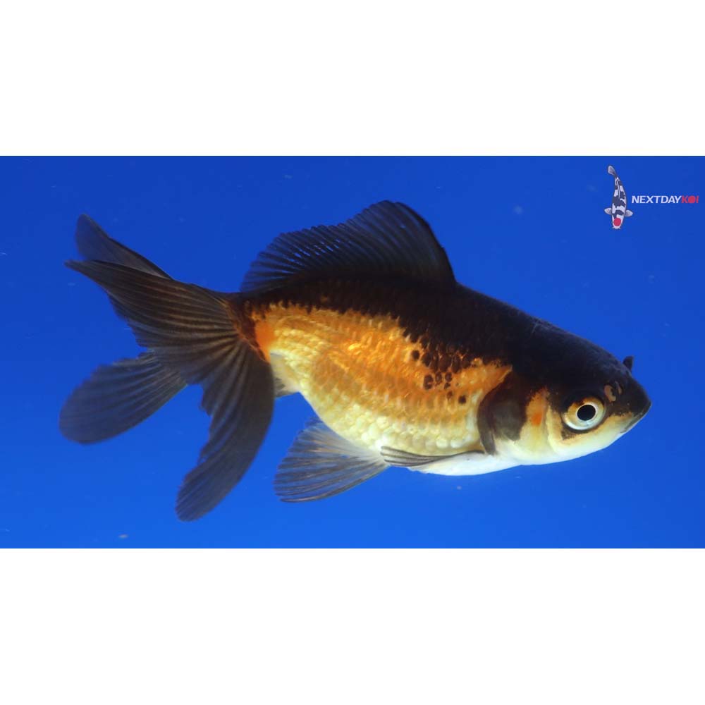 3.5” Imported Red and Black Fantail