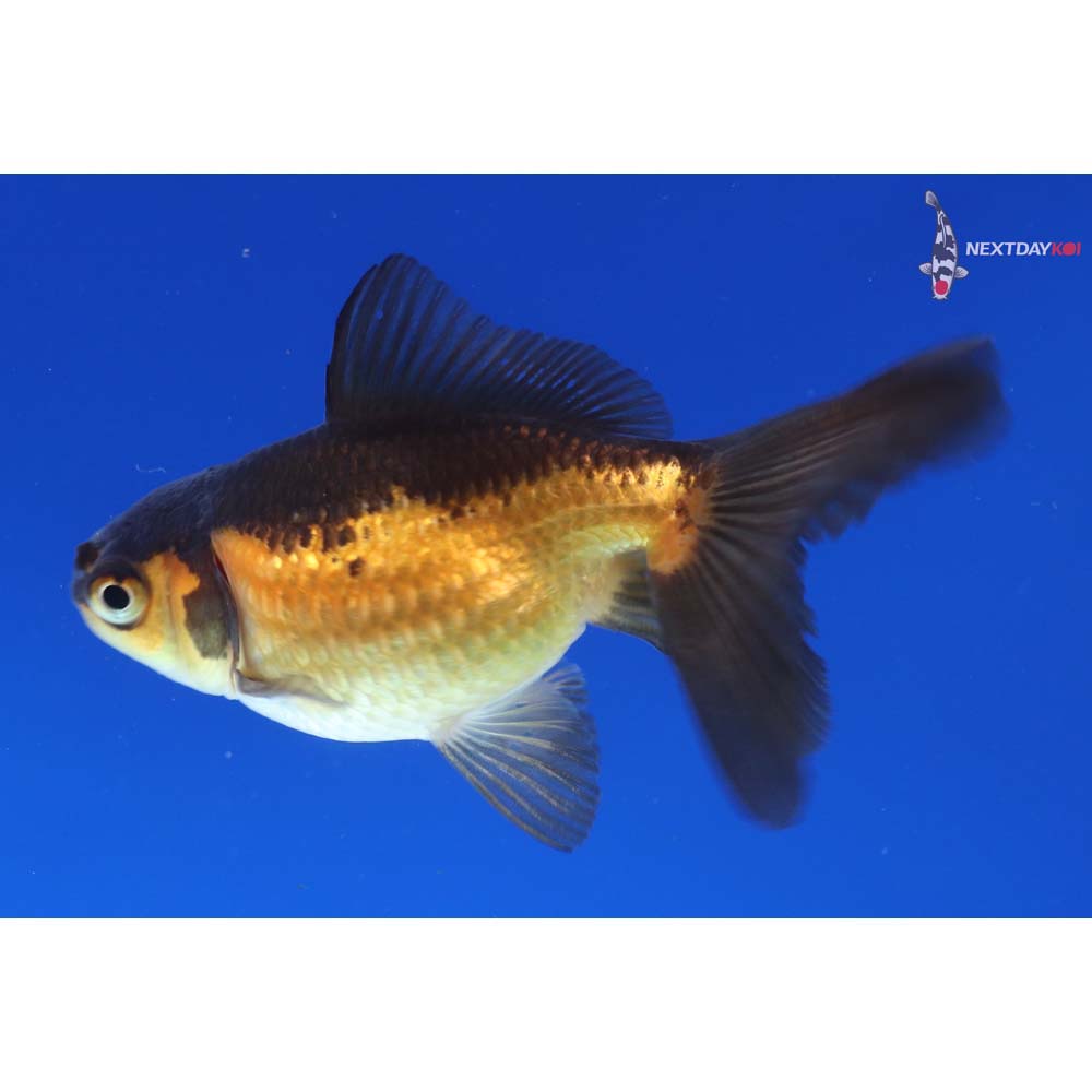 3.5” Imported Red and Black Fantail