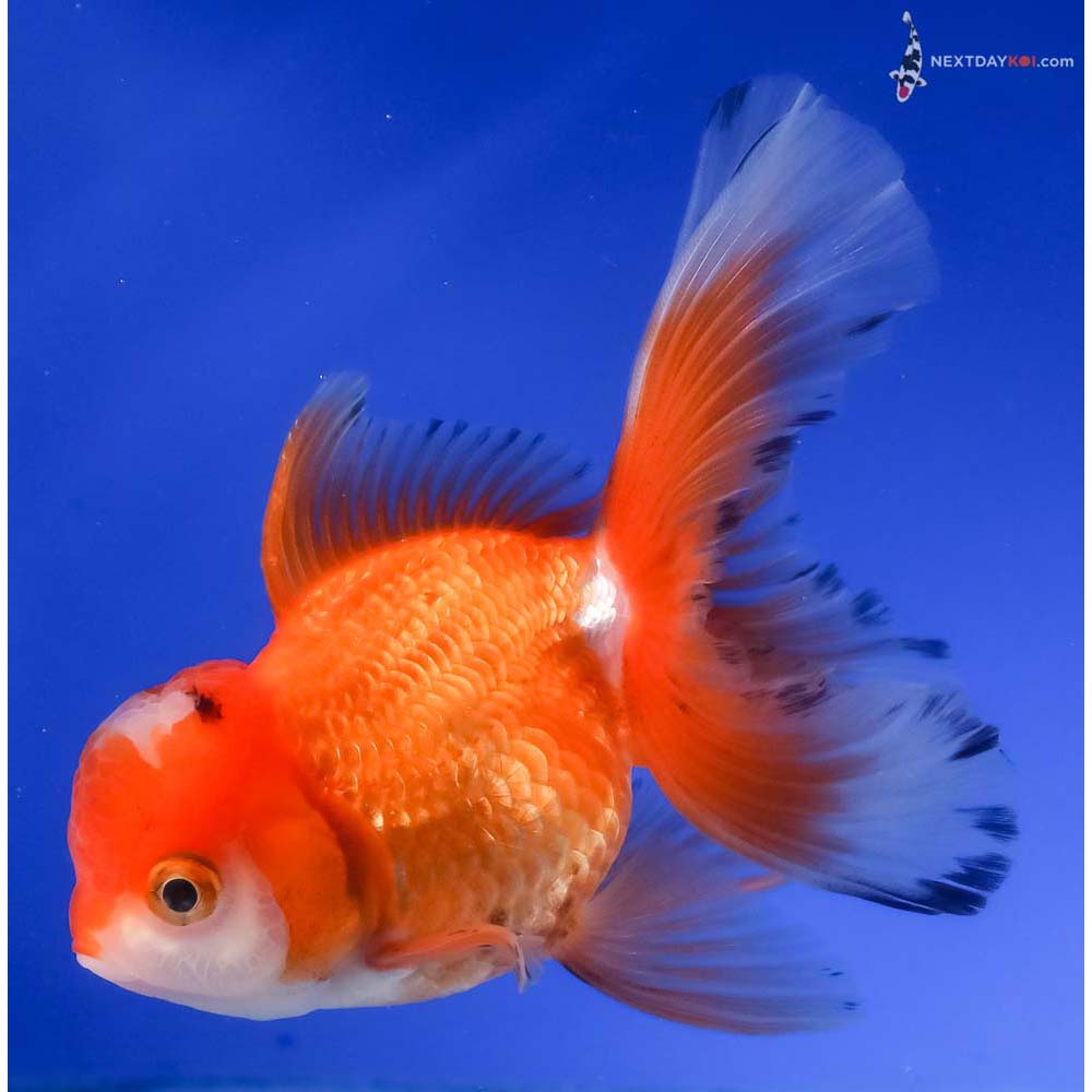4.5” Imported Red and White Oranda