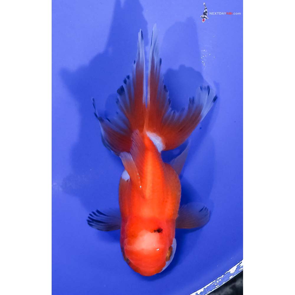 4.5” Imported Red and White Oranda
