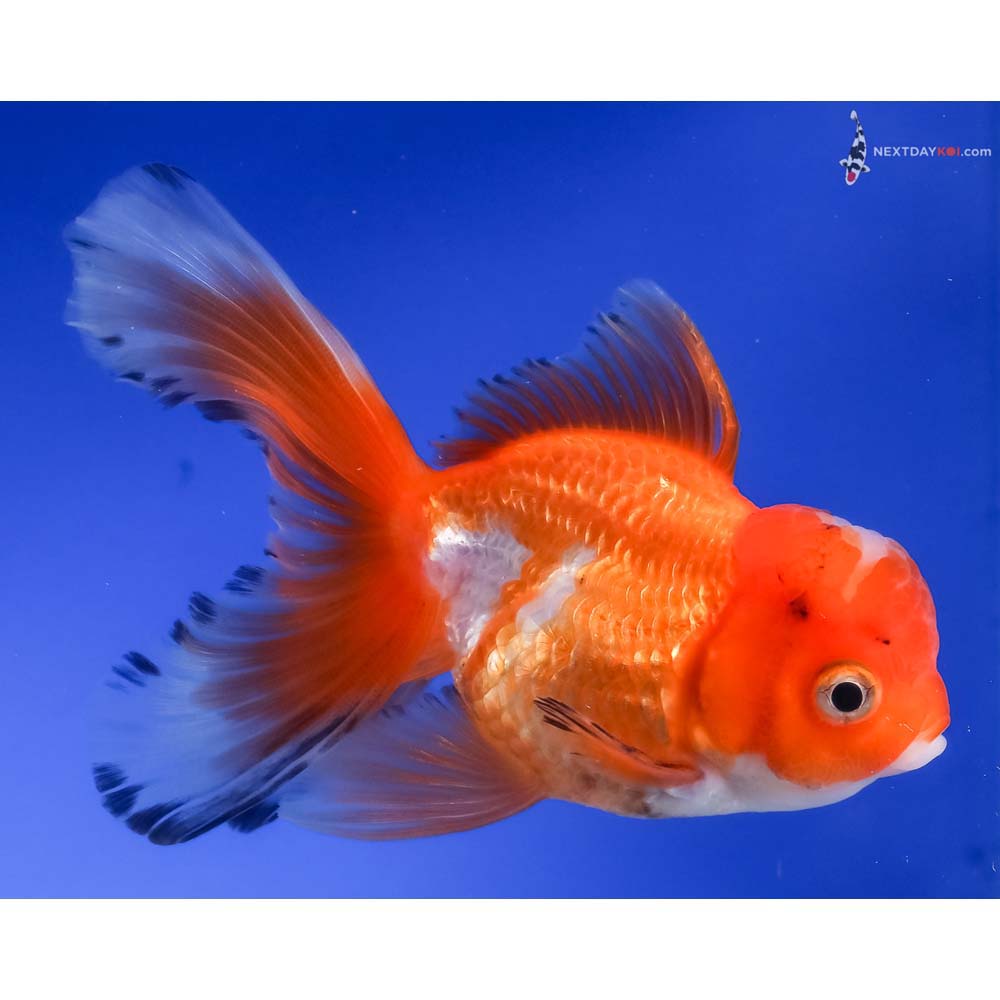 4.5” Imported Red and White Oranda