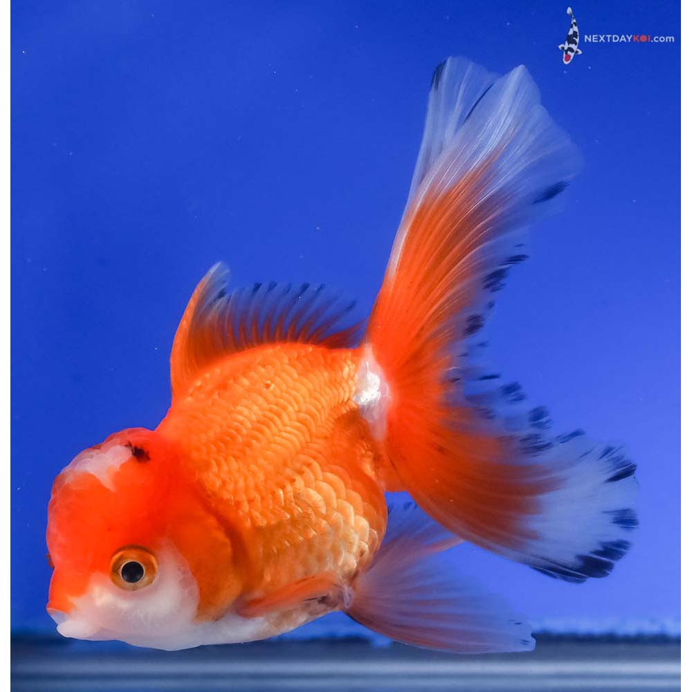 4.5” Imported Red and White Oranda