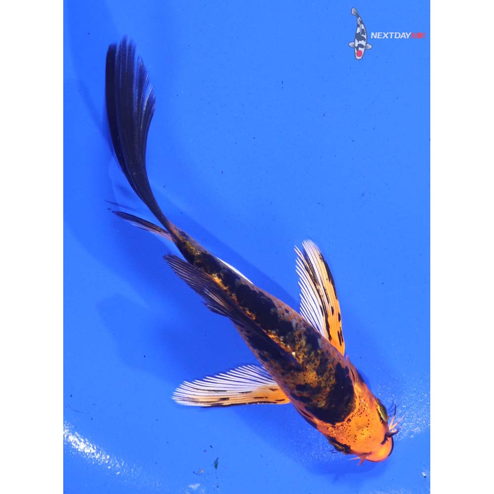4.5” Imported Kin Aka Bekko Butterfly Koi
