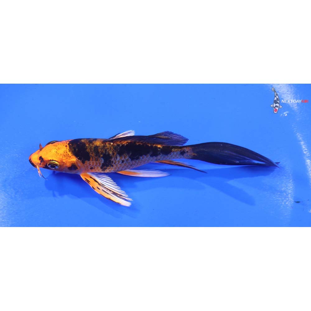 4.5” Imported Kin Aka Bekko Butterfly Koi