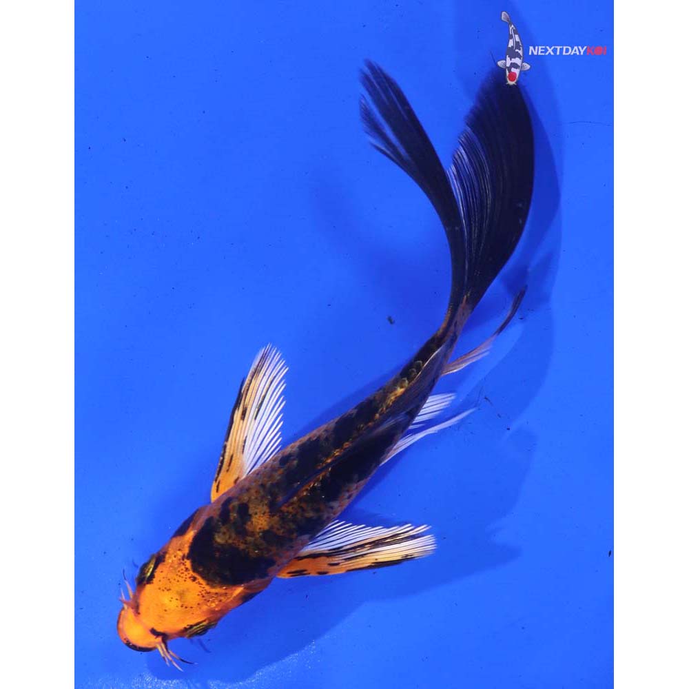 4.5” Imported Kin Aka Bekko Butterfly Koi