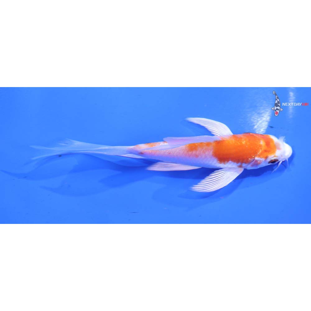 4.5” Imported Hariwake Butterfly Koi