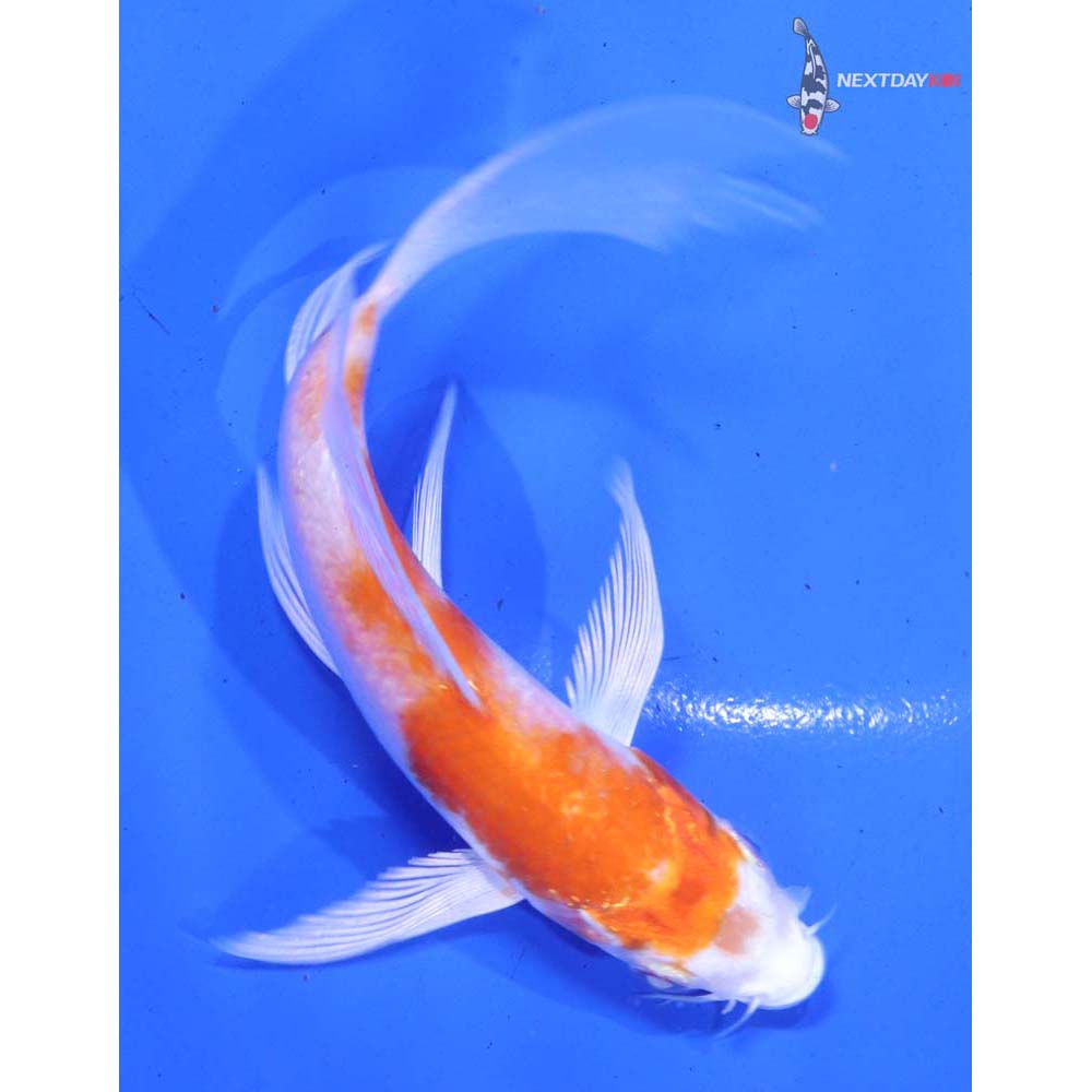 4.5” Imported Hariwake Butterfly Koi