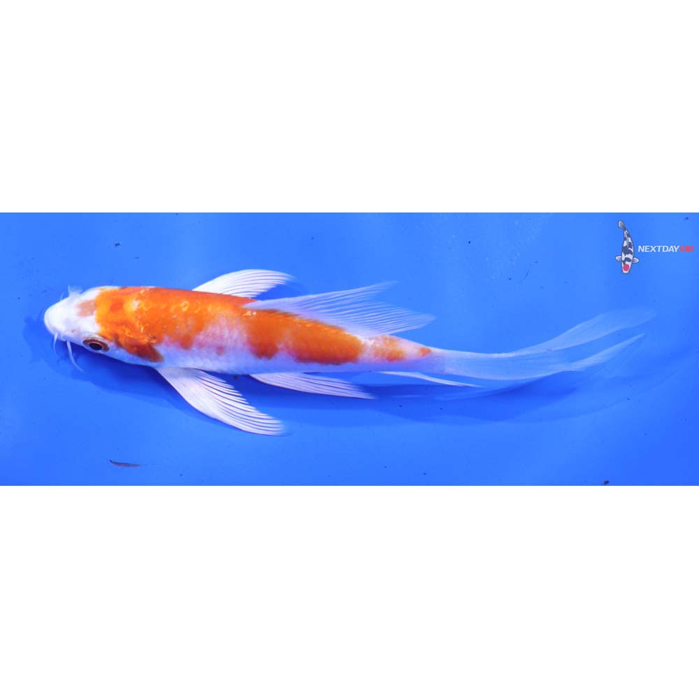 4.5” Imported Hariwake Butterfly Koi