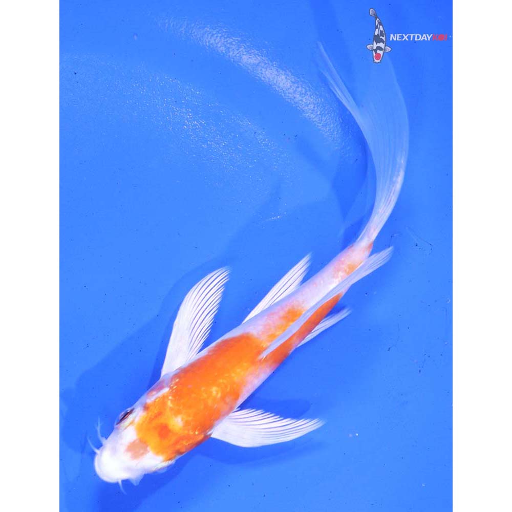 4.5” Imported Hariwake Butterfly Koi