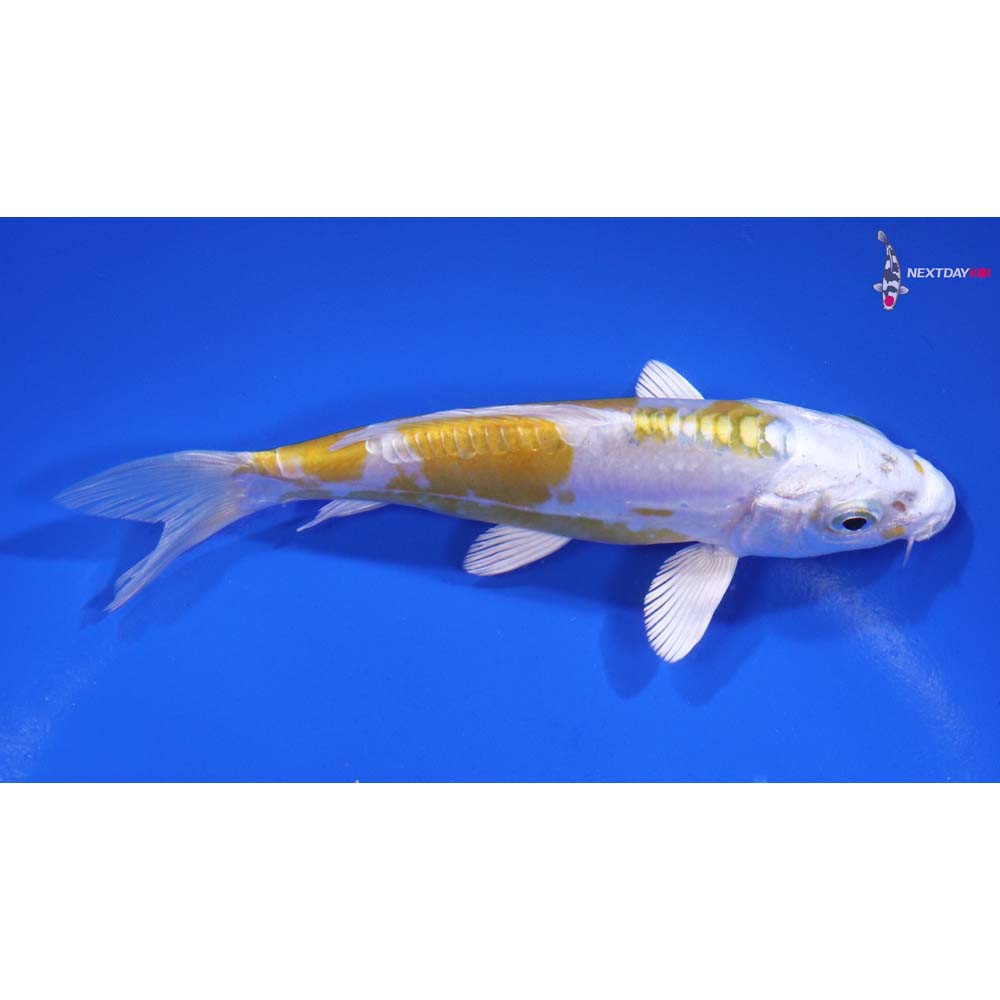 5” Imported Doitsu Lemon Hariwake