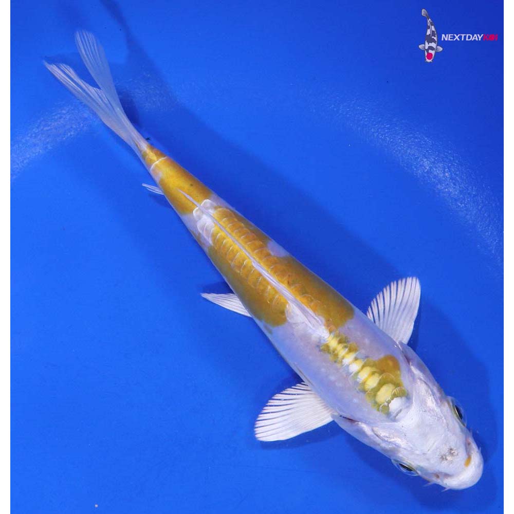 5” Imported Doitsu Lemon Hariwake