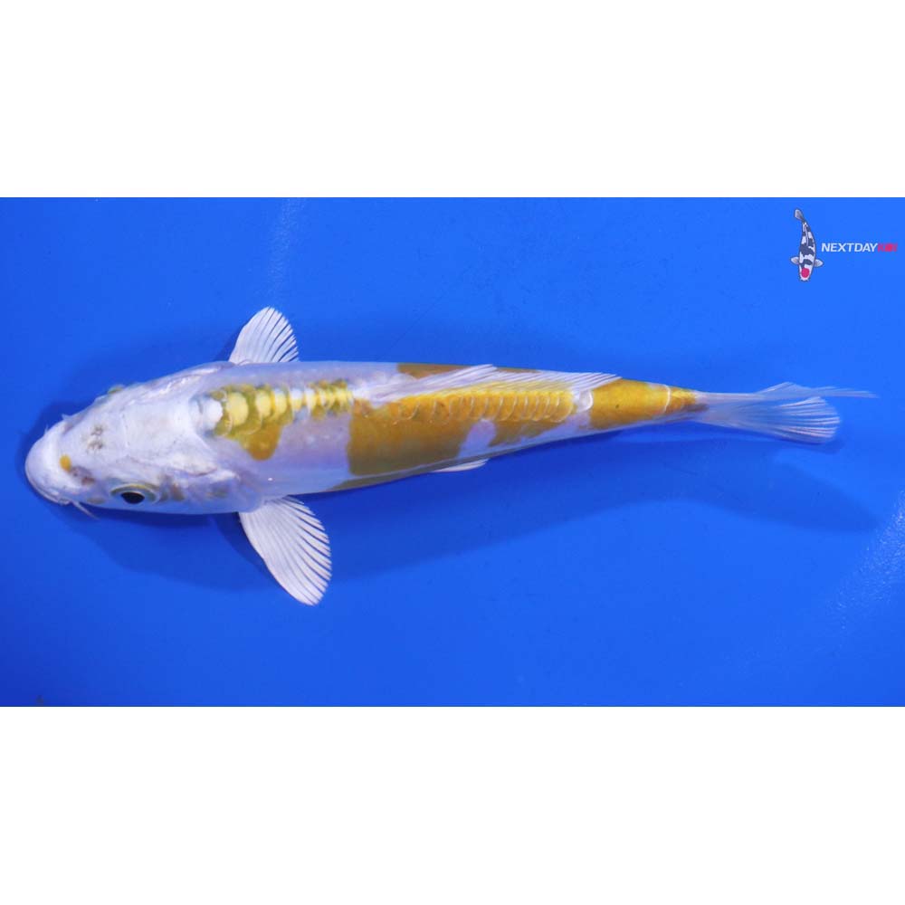 5” Imported Doitsu Lemon Hariwake