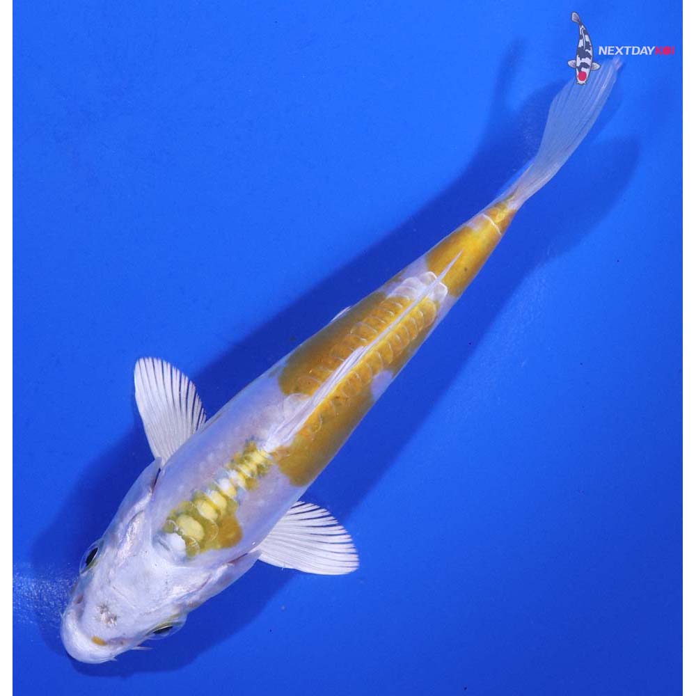 5” Imported Doitsu Lemon Hariwake