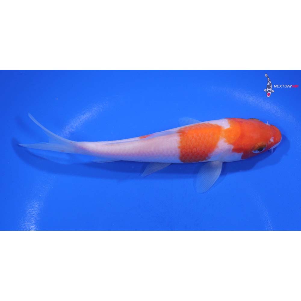 5” Imported Kohaku