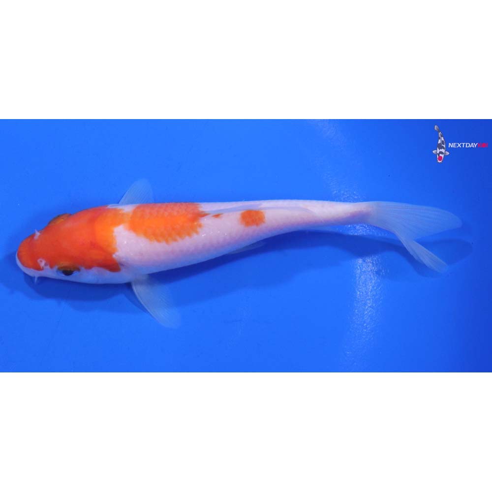 5” Imported Kohaku
