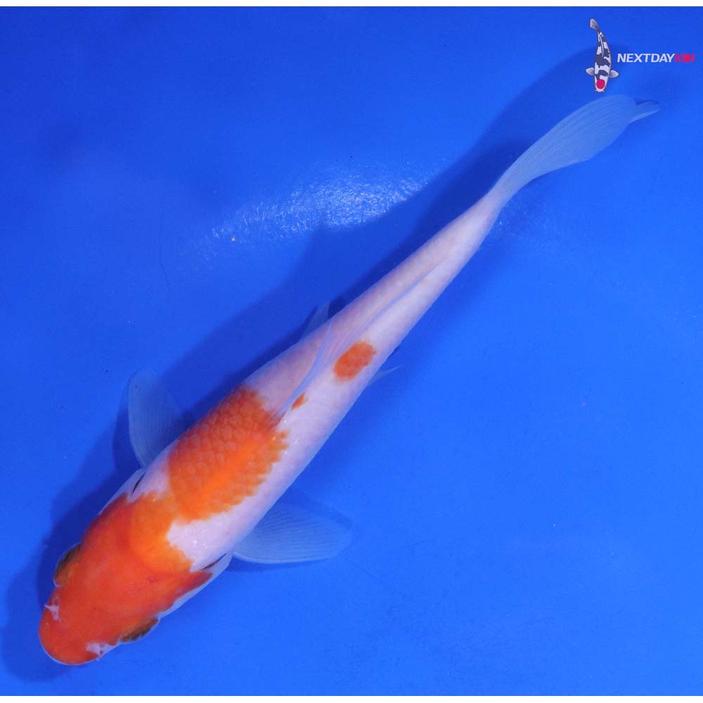 5” Imported Kohaku